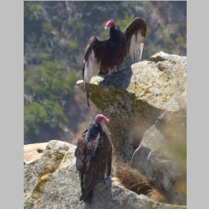 20140607-063-Vultures.JPG
