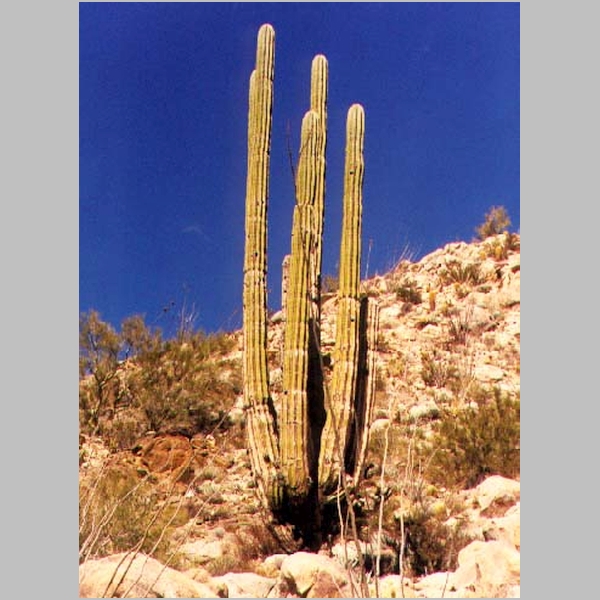 saguaro.JPG