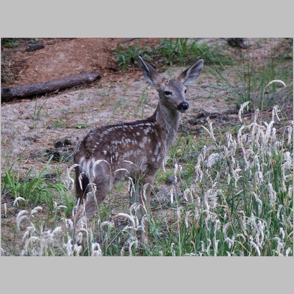 Yosemite Wildlife