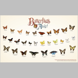 000-ButterflyMapSummer11.jpg