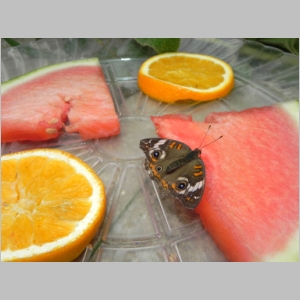 2011-0713-149.JPG