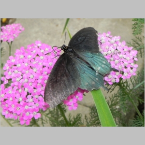 2011-0713-222.JPG