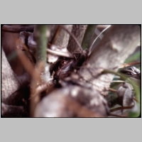 1978-02-07-frog-in-floridabush.jpg