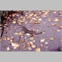 1978-05-1-04-stanford-lizard.jpg