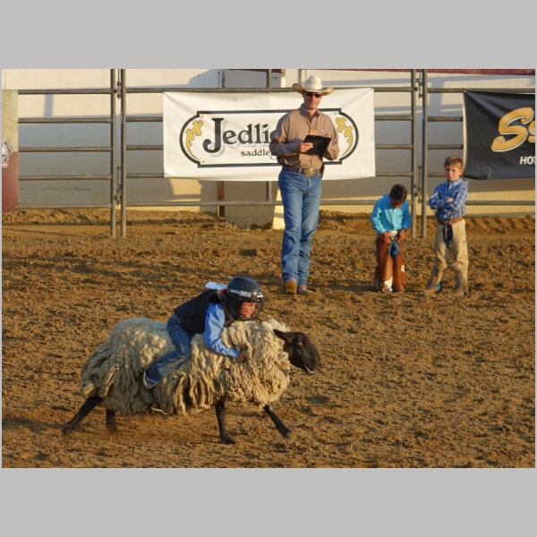 Mutton Busting