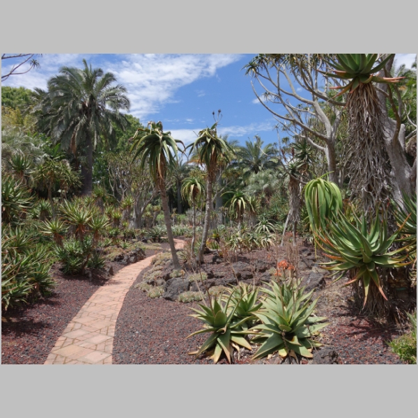 Aloe Garden