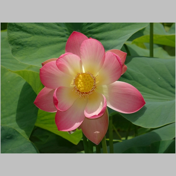 Lotuses and Water Garden