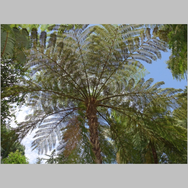 Fern Garden