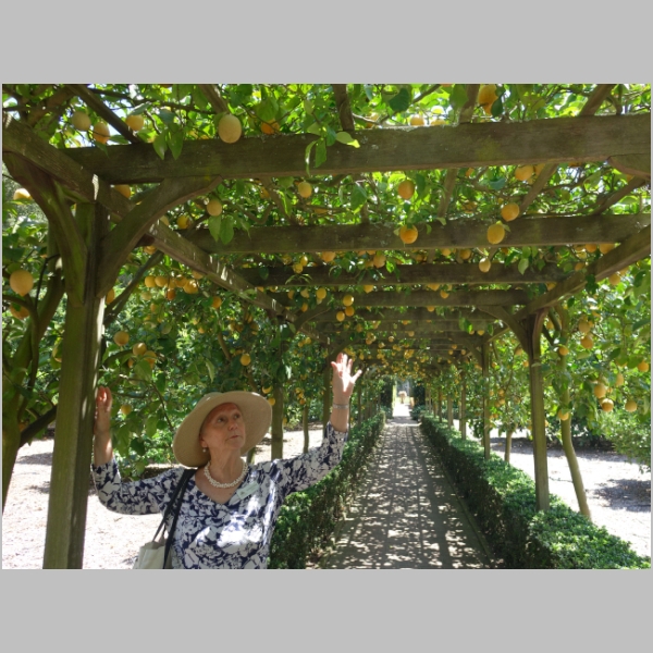 Orchard