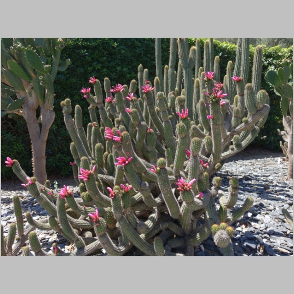 Cactus Garden