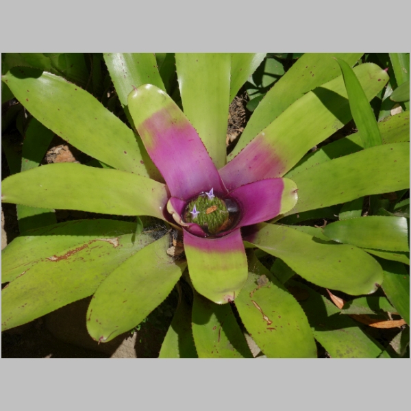 Bromeliad Garden