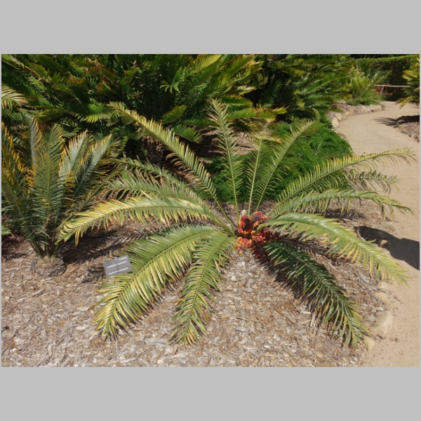 Cycad Garden