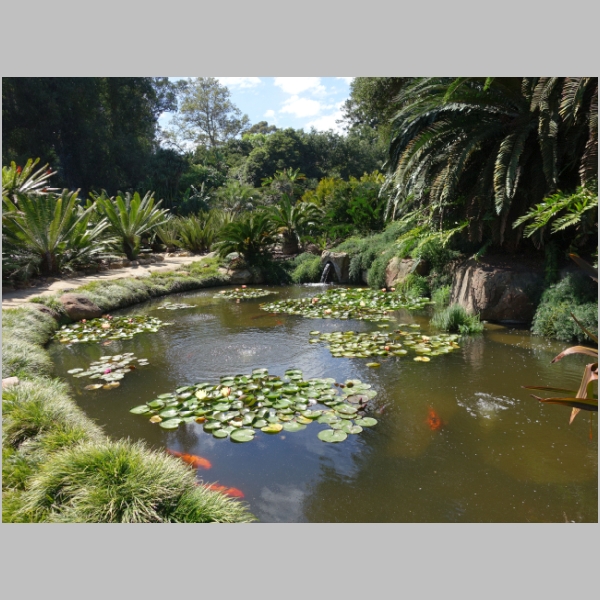 Tropical Garden