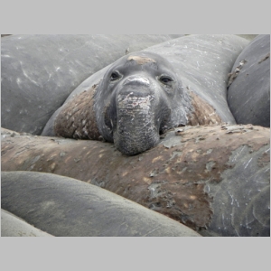 Elephant Seals - San Simeon - 1 July 2012