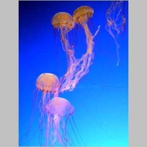 Monterey Bay Aquarium - Jellies, Seahorses and More - 1 July 2012 - Those Are Seahorses Not Plants!