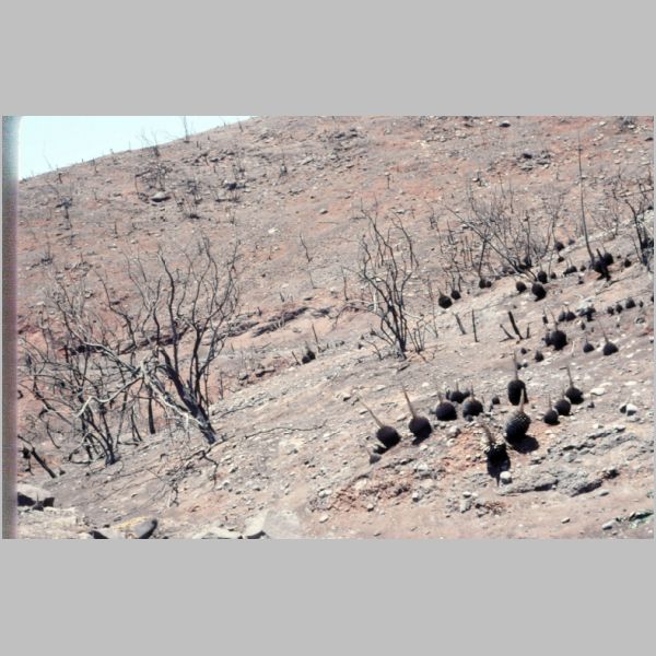 1990-08-05.jpg