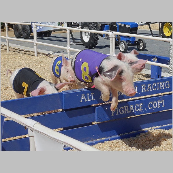 Pig Races!
