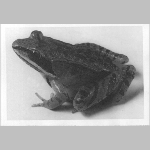 WoodFrog.jpg