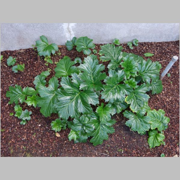 20191129-0501.JPG