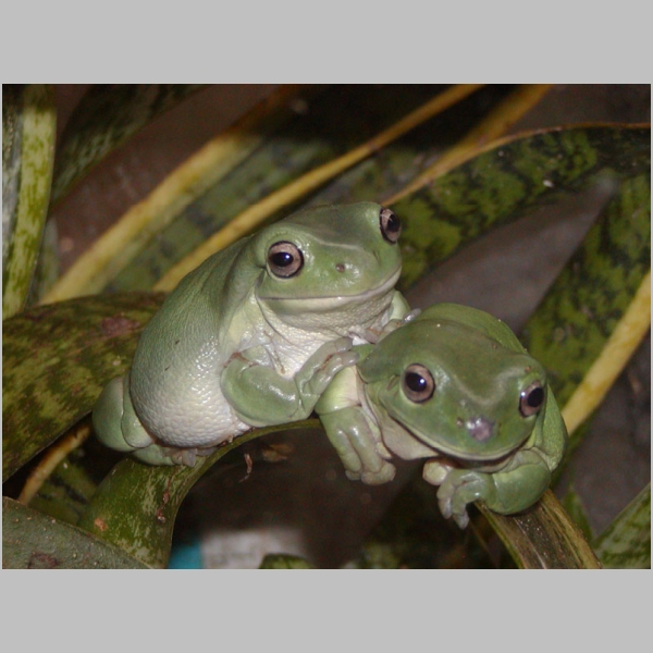Robert's Tree Frogs
