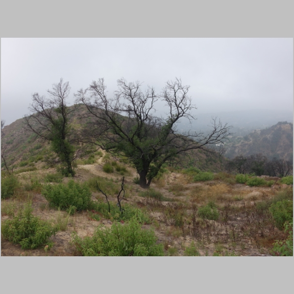 Cold Spring Hippie House Trail (Ridge Trail)