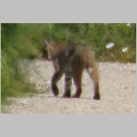 Scouting Gaviota Cross Country Hike - 27 April 2008 - Trail Work & Mountain Lion