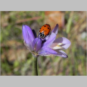 Insect Hike with Kenny Learned - Aliso Canyon - 23 April 2011