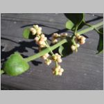 Mistletoe Hike - Upper Oso to 19 Oaks -- 13 DEC 2003