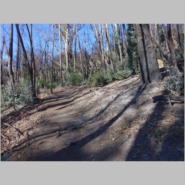 Lower McMenemy Trail