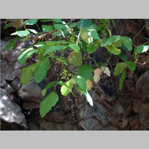 20150503-046.JPG